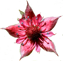 Logo Blume